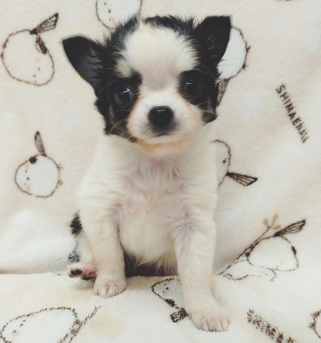 ピックアップ ペットアミ佐世保店 | 唐津ケンネル|犬・猫・小動物 ピックアップ ペットアミ佐世保店 | 唐津ケンネル|犬・猫・小動物